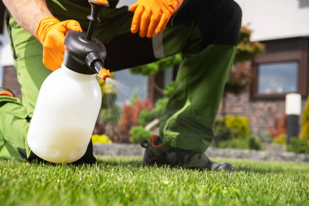 Wasp Removal Services in Dennison, OH
