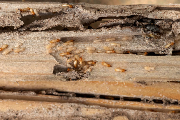 Best Local Pest Control Services  in Dennison, OH